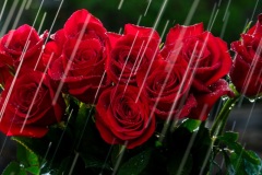 Nora-Konieczny-Nora-Konieczny-01-roses-in-the-rain.jpg-1-2x