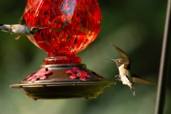 Seth-Tobey-Seth-Tobey-01-Hummingbirds-3200th