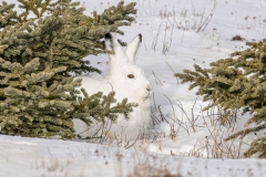 Connie-Emerson-Connie-Emerson-01-Artic-Hare-Churchill