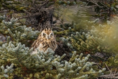 Connie-Emerson-Connie-Emerson-04-Short-eared-Owl-Churchill