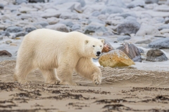 David-Emerson-David-Emerson-01-Polar-bear-along-the-Hudson-Bay-shore