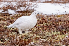 David-Emerson-David-Emerson-02-Ptarmigan-in-the-tundra-along-the-Hudson-Bay