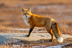 David-Emerson-David-Emerson-03-Red-Fox-near-Churchill