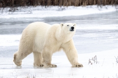 David-Emerson-David-Emerson-04-Polar-on-a-frozen-lake-near-the-Hudson-Bay