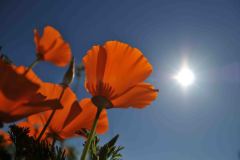 Jim-Telljohann-California-Poppies-J-Telljohann