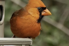 Michelle-Henley-Backyard-Cardinal-Red-Green-2v